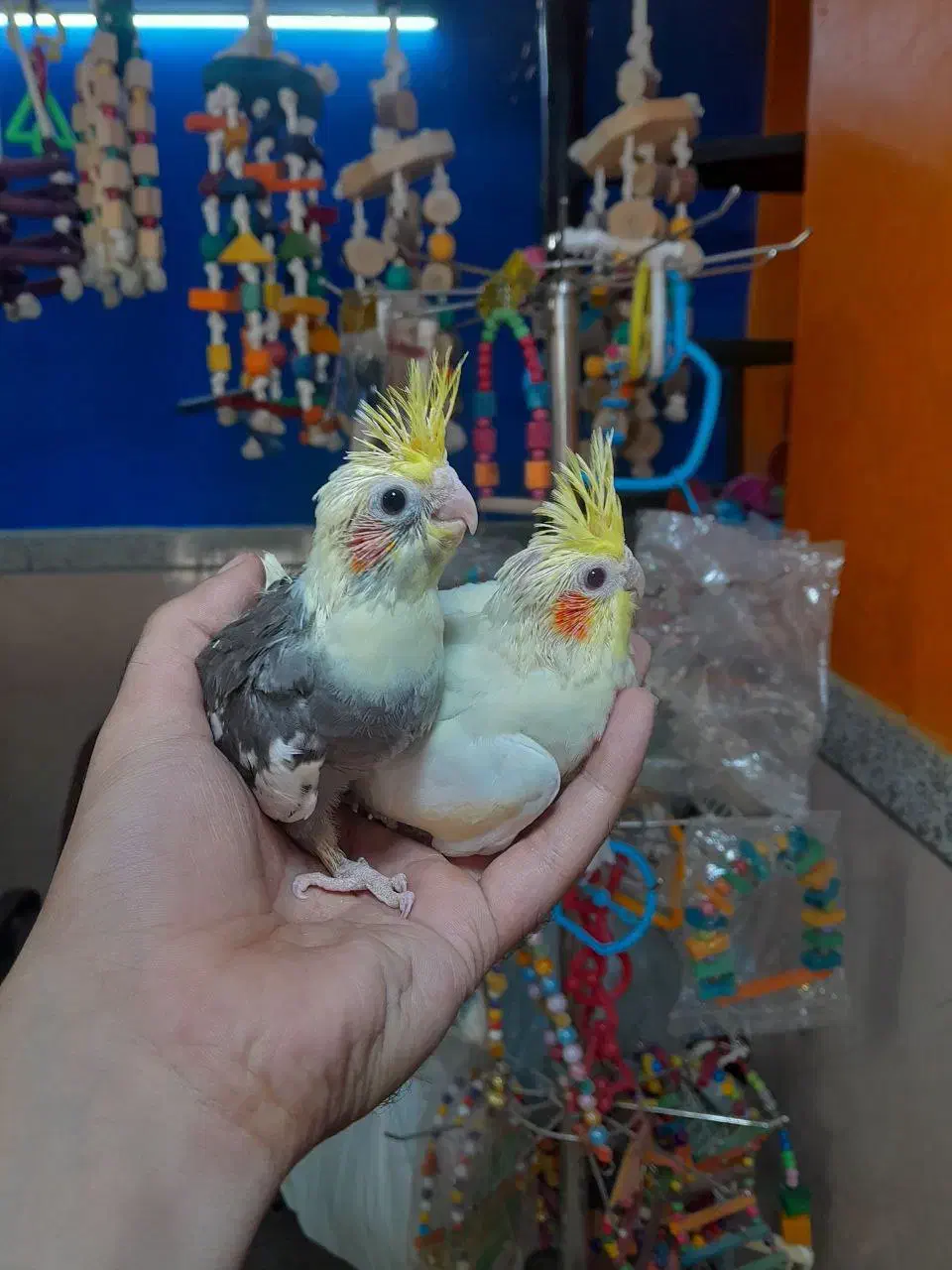 طوطی عروس هلندی های سرلاکی انواع رنگ سینه پر ودرشت|پرنده|قائمشهر, |دیوار