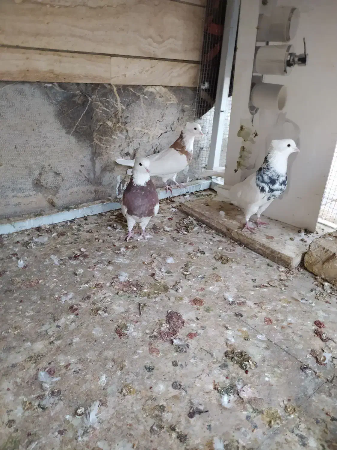 کبوتر طوقی|پرنده|اصفهان, بوستان ناژوان|دیوار