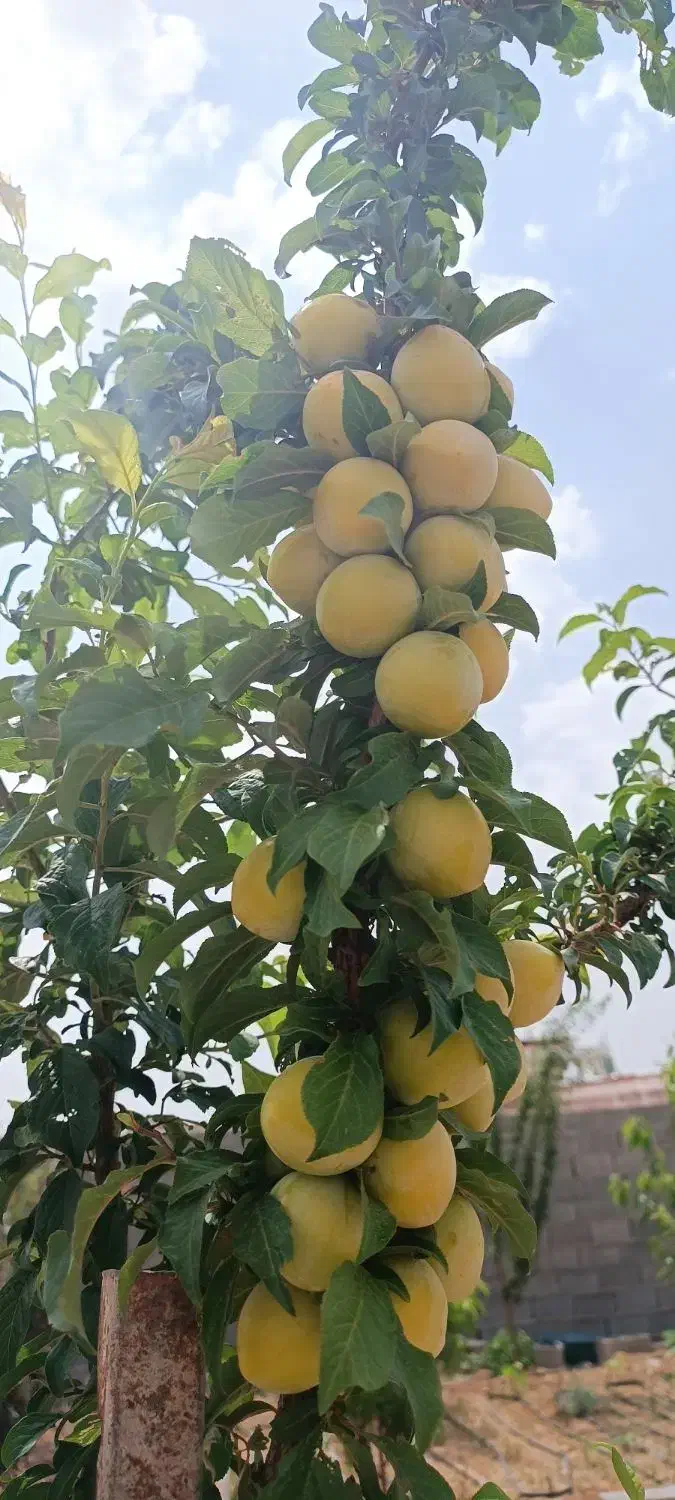 فروش زمین هفت باغ|فروش زمین و ملک کلنگی|ماهان, |دیوار