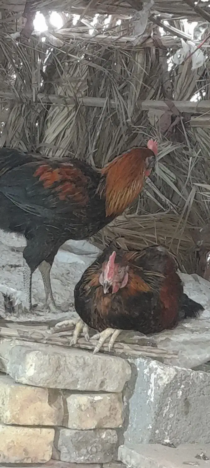 مرغ و خروس محلی‌ چاق برای کشتار|حیوانات مزرعه|کهنوج, |دیوار