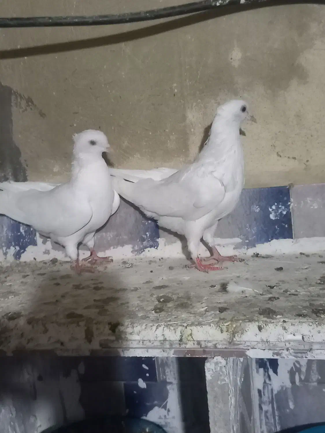 دوتا نر کاکولی قیمت ۸۰۰|پرنده|آشخانه, |دیوار