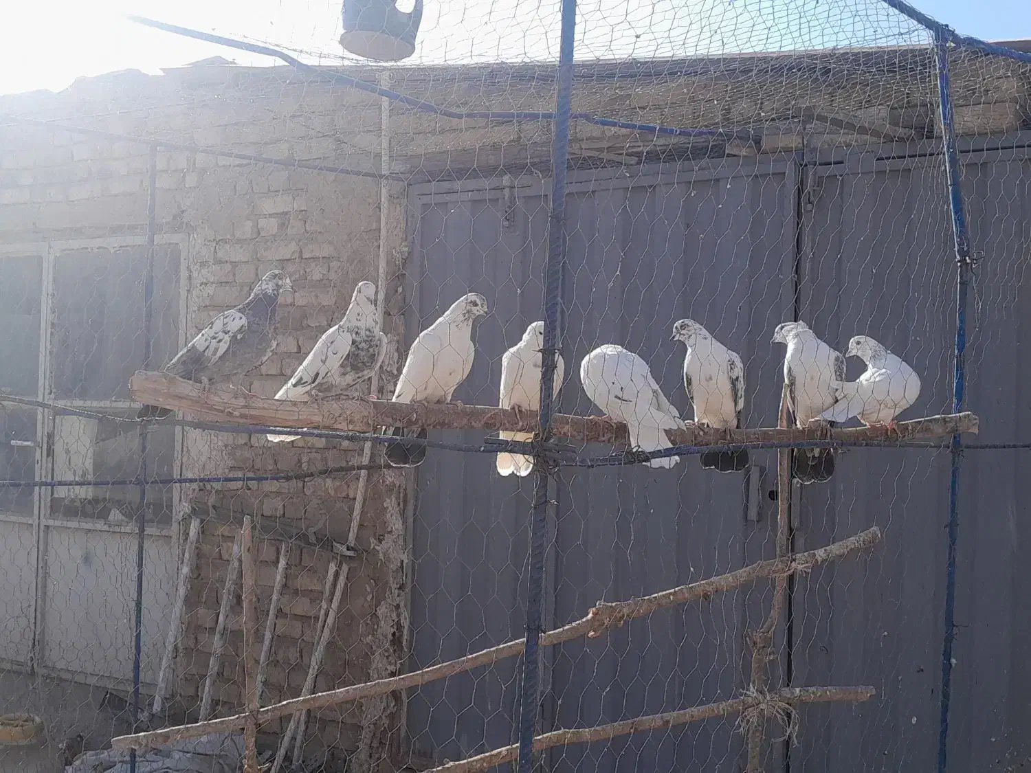 کبوتر|پرنده|معصومیه, |دیوار