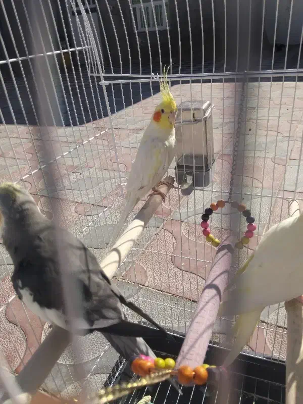 عروس هلندی|پرنده|جره و بالاده, |دیوار