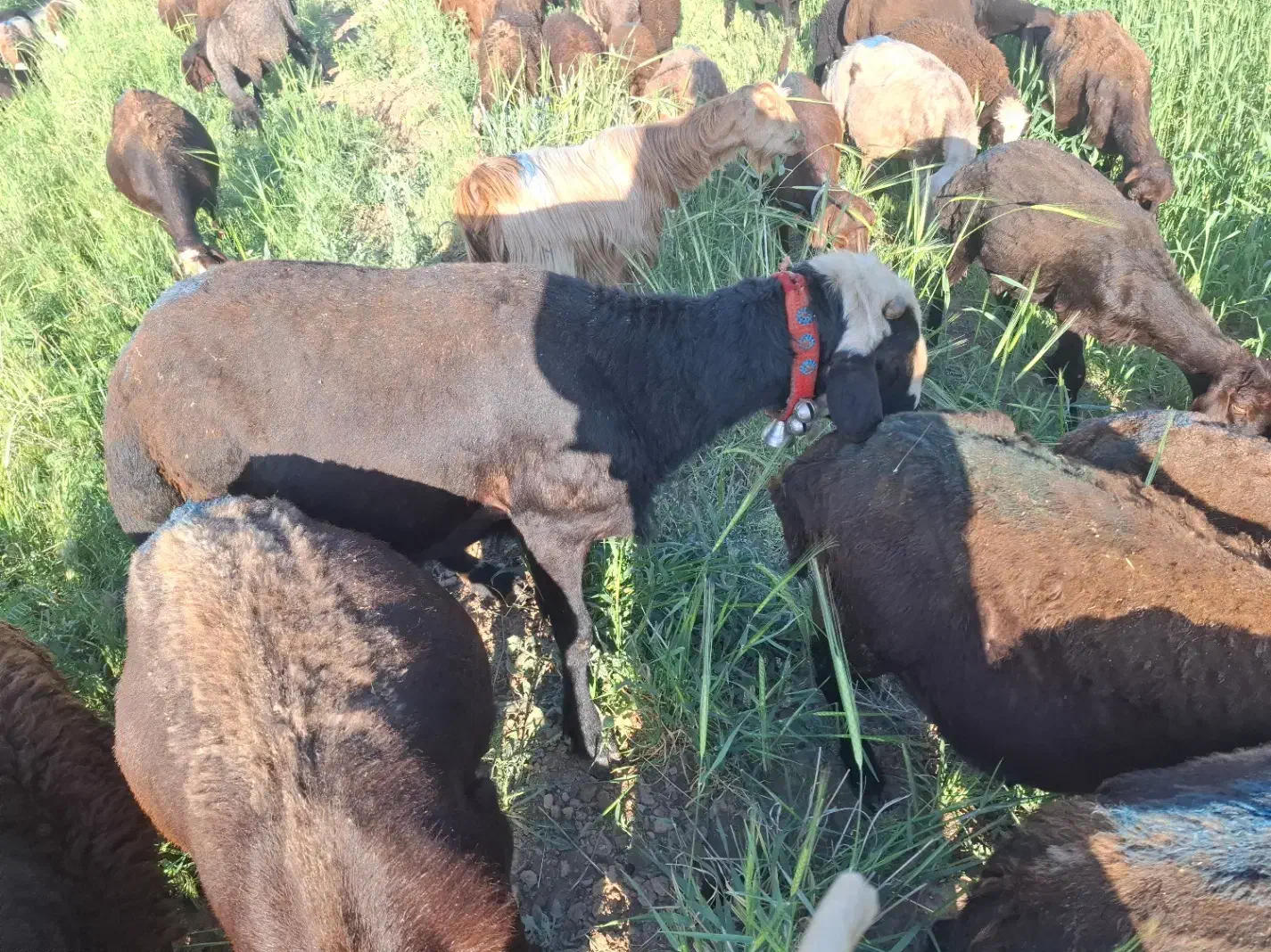 قوچ افشاری|حیوانات مزرعه|صحنه, |دیوار