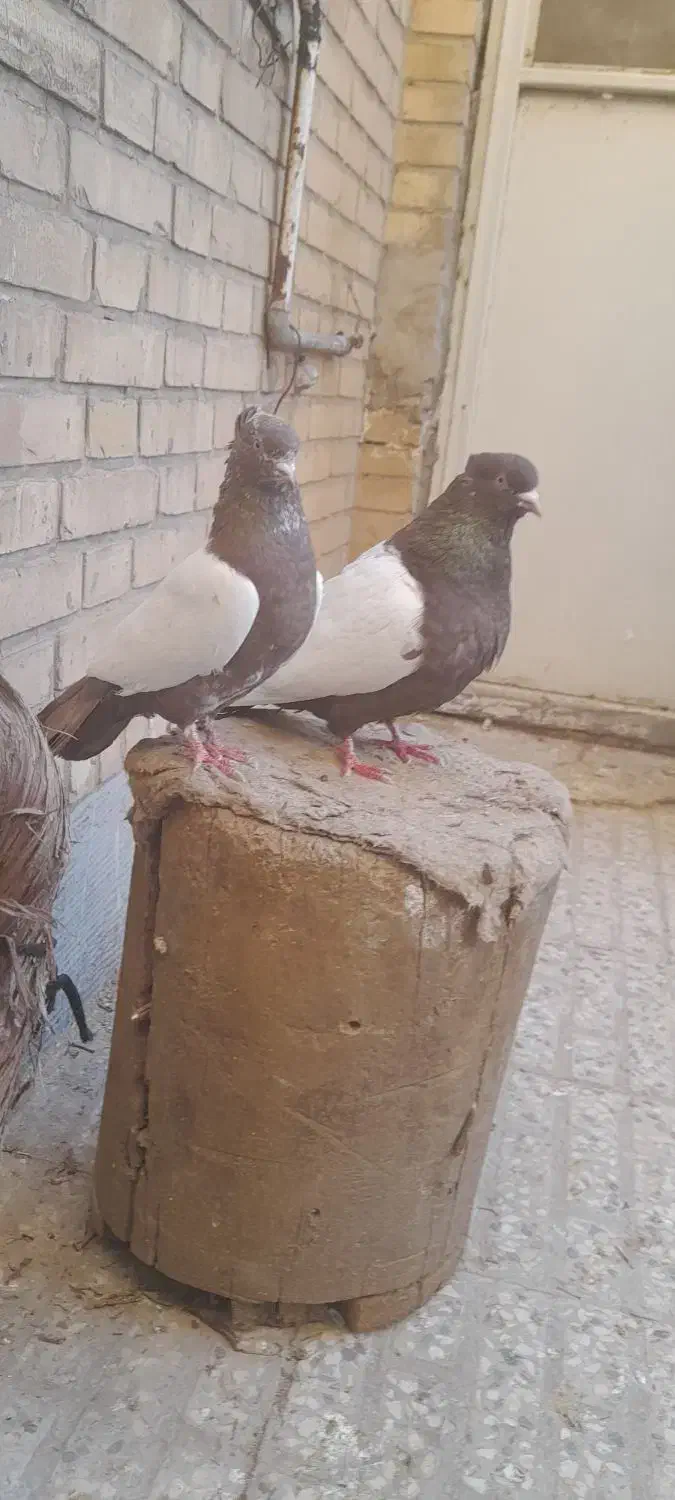 کبوتر|حیوانات|شیراز, اصلاح‌نژاد|دیوار