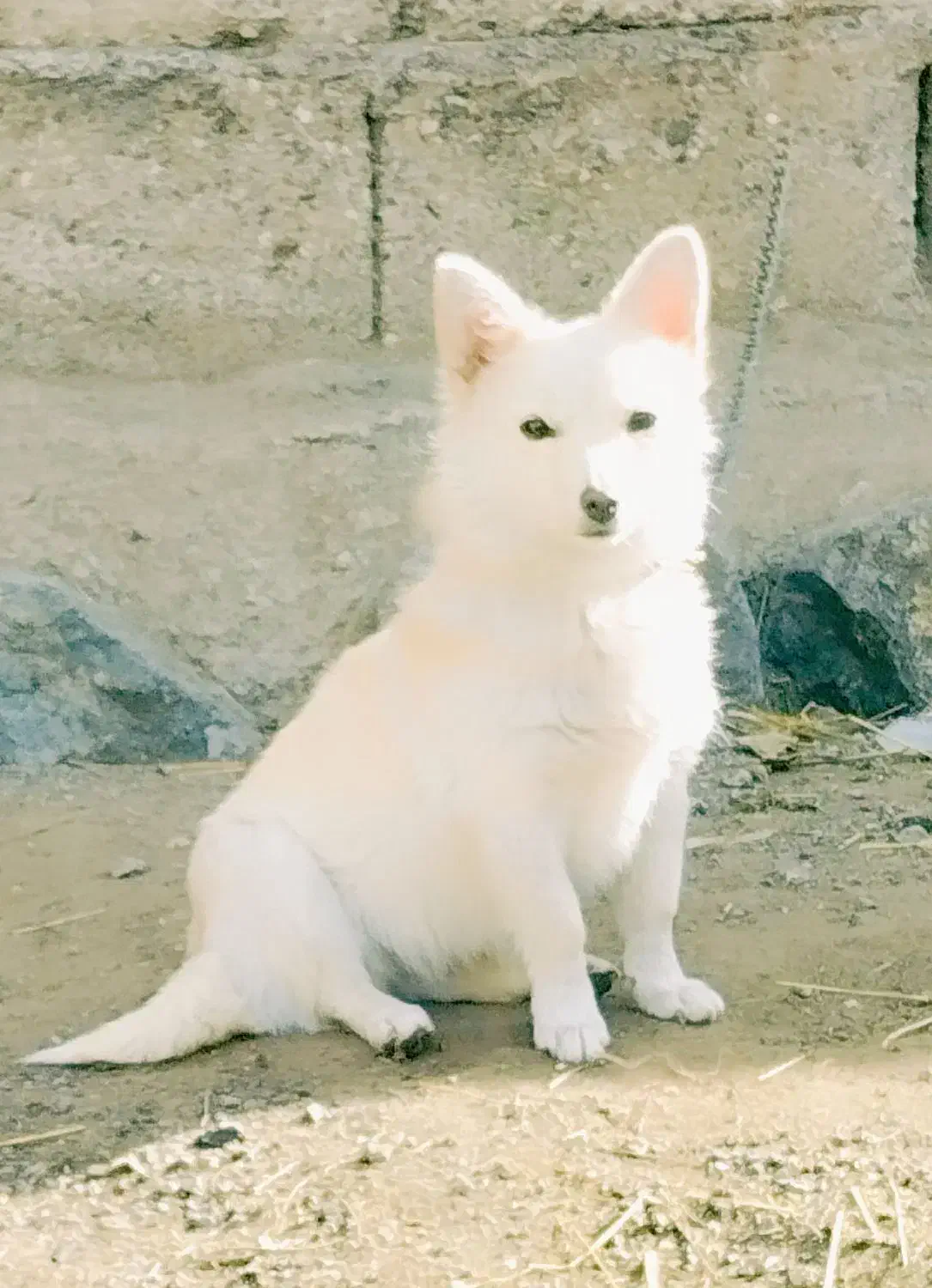 پا کوتاه سرابی ماده|سگ|سراب, |دیوار