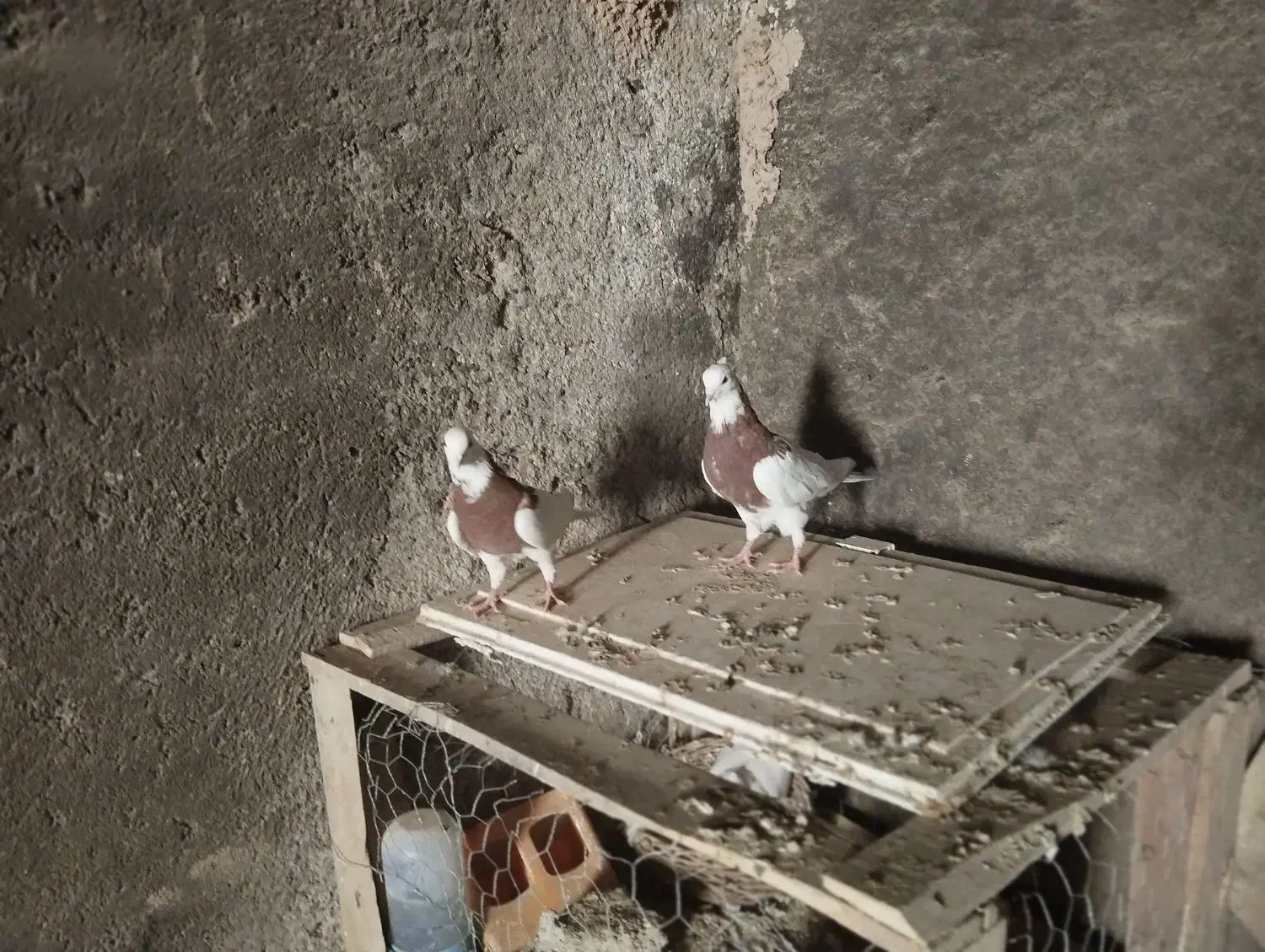 کبوتر طوقی نهبندان|پرنده|نهبندان, |دیوار