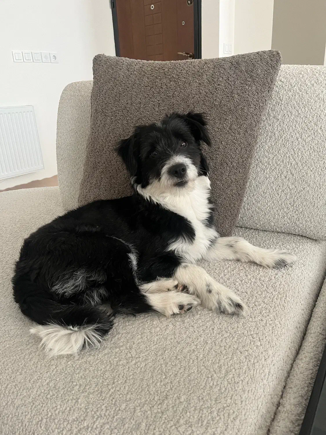 واگذار سگ|سگ|اردبیل, |دیوار