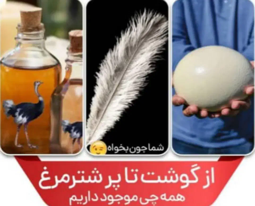 کهره بره گوسفندگاوگوساله میش بوقلمون|حیوانات مزرعه|یاسوج, |دیوار