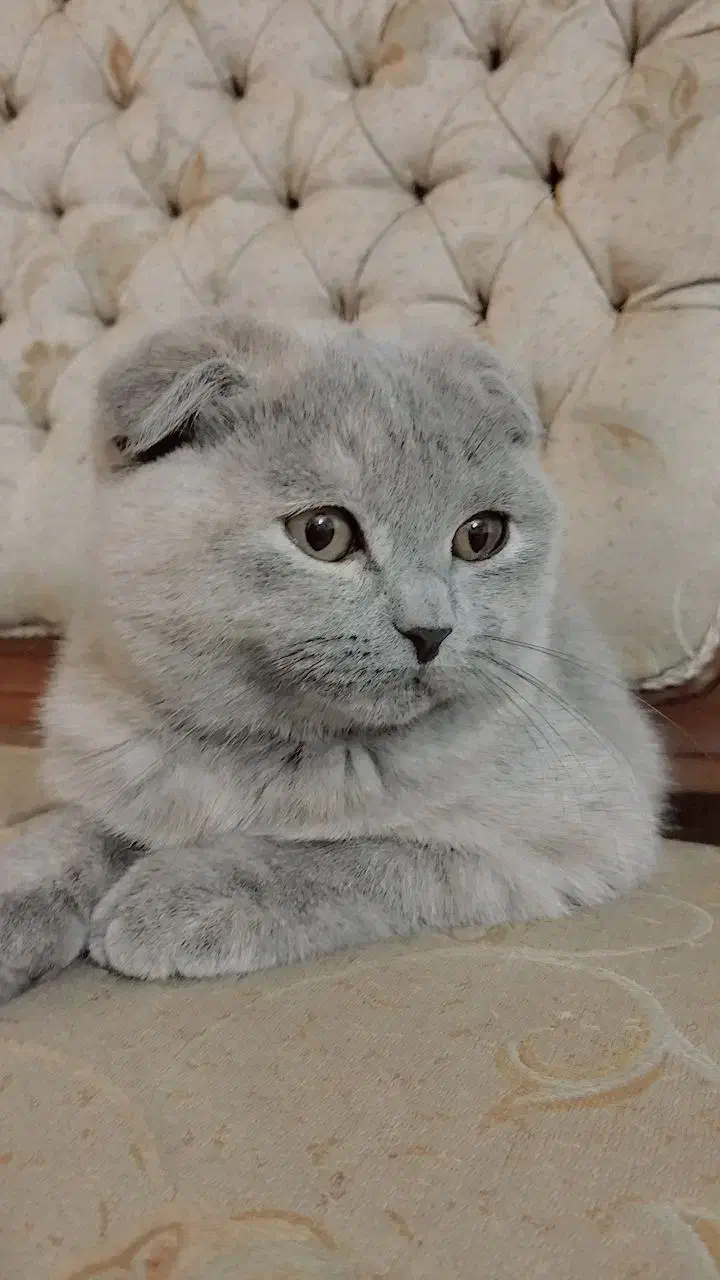 گربه نژاد دار|گربه|نیشابور, خط کاشمر|دیوار