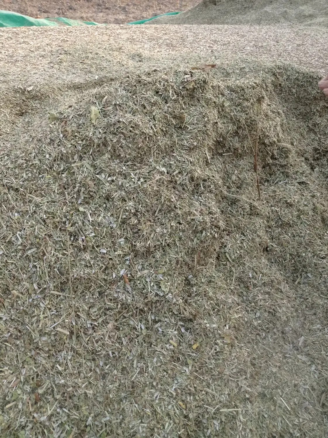 کاه ماشک سبز فروش فوری|حیوانات مزرعه|چرام, |دیوار