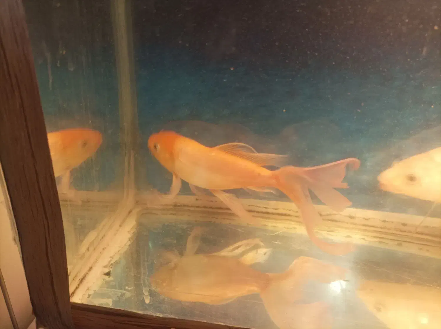 دوعدد ماهی کوی پوست چرم و باله بلند|ماهی|مشهد, حضرت حجت|دیوار