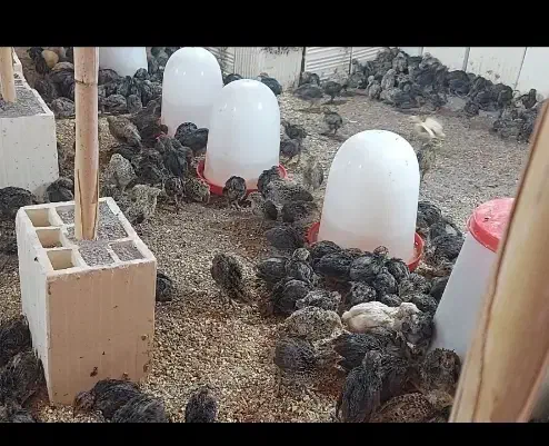 بلدرچین ۲۵ روزه|پرنده|جیرفت, |دیوار