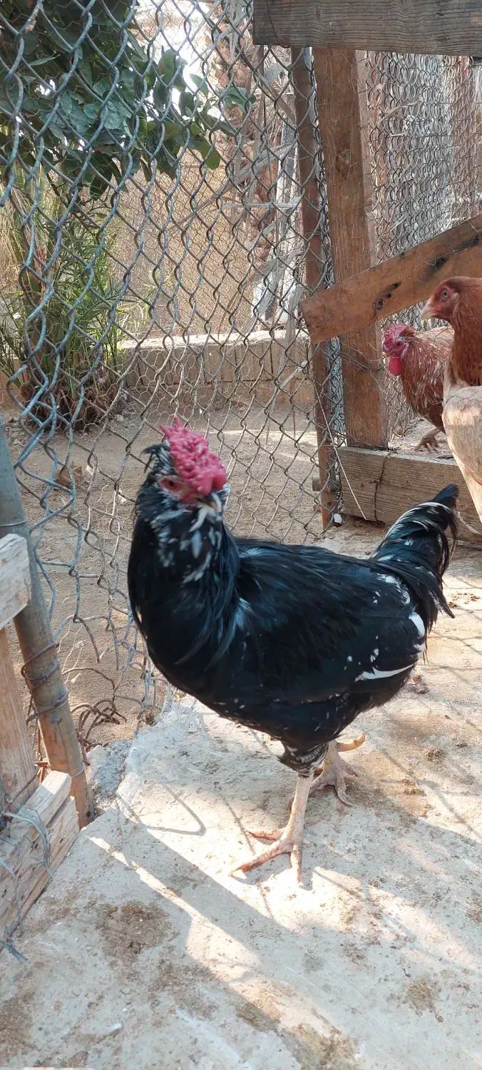 فروش مرغ و خروس گلین|حیوانات مزرعه|جم, |دیوار