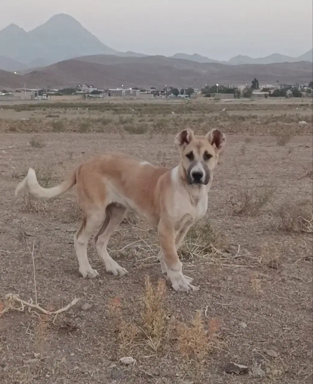 سگ سرابی|سگ|کرمان, |دیوار