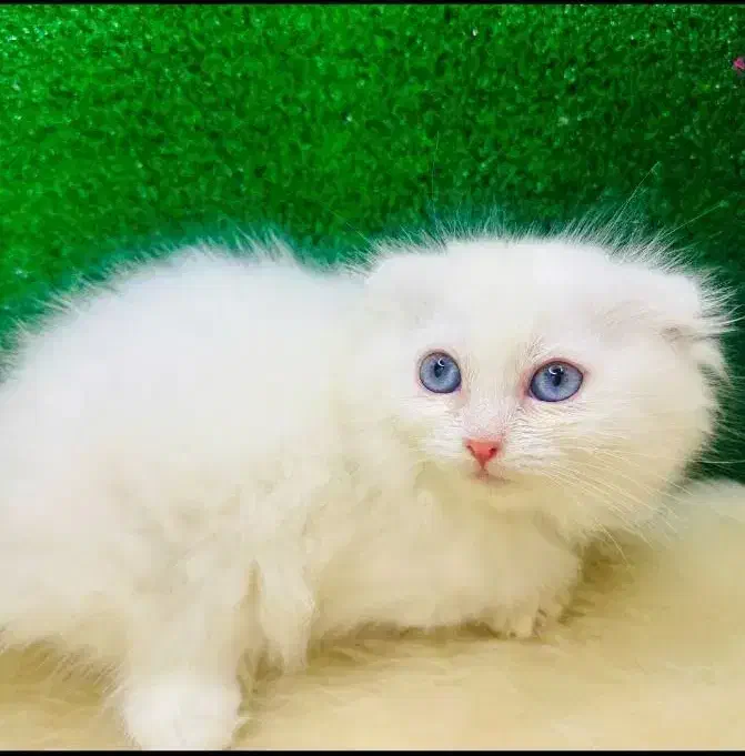 کلکسیونی از نژادهای لوکس و اصیل در Naz Cat House|گربه|تبریز, |دیوار