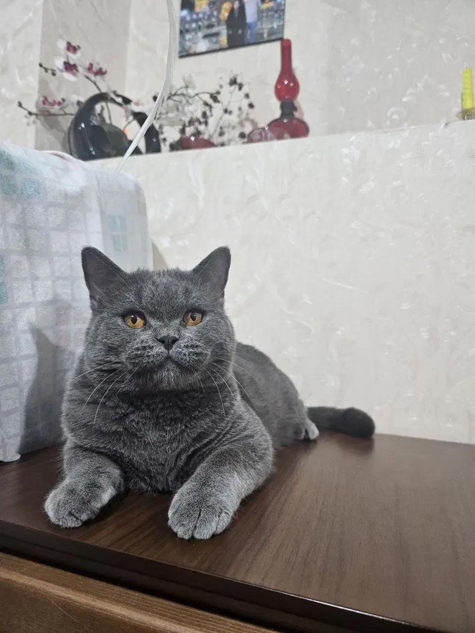 گربه بریتیش اصیل|گربه|ساری, |دیوار