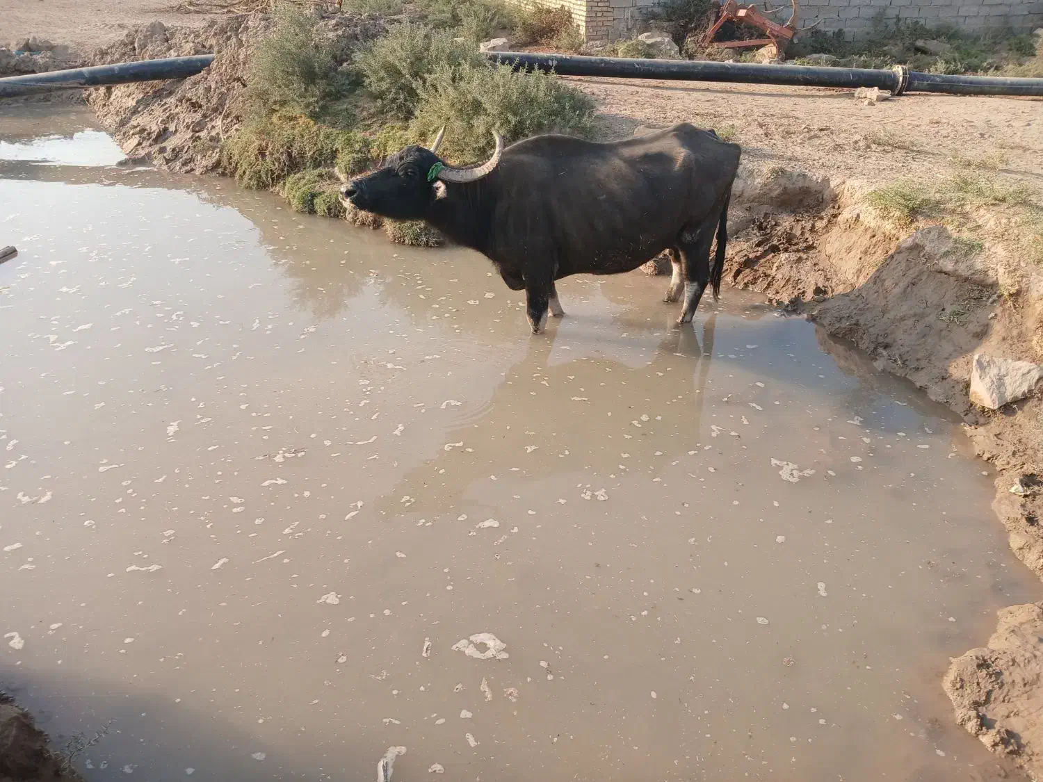 جاده گنبوعه روستایی ملیحه|حیوانات مزرعه|حمیدیه, |دیوار