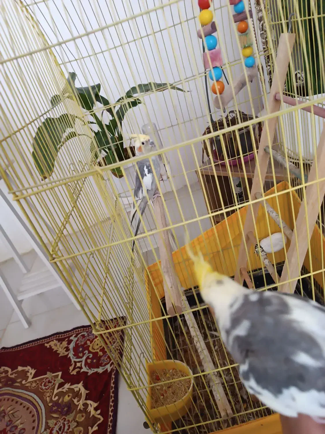 عروس هلندی سخنگو|پرنده|زرندیه, |دیوار