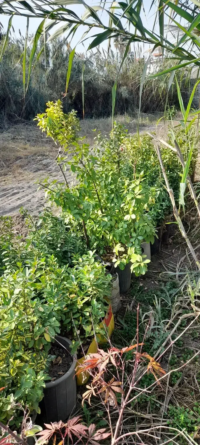 شمشاد طلایی و ابلق..سبز|گل و گیاه طبیعی|خرم‌آباد (تنکابن), |دیوار