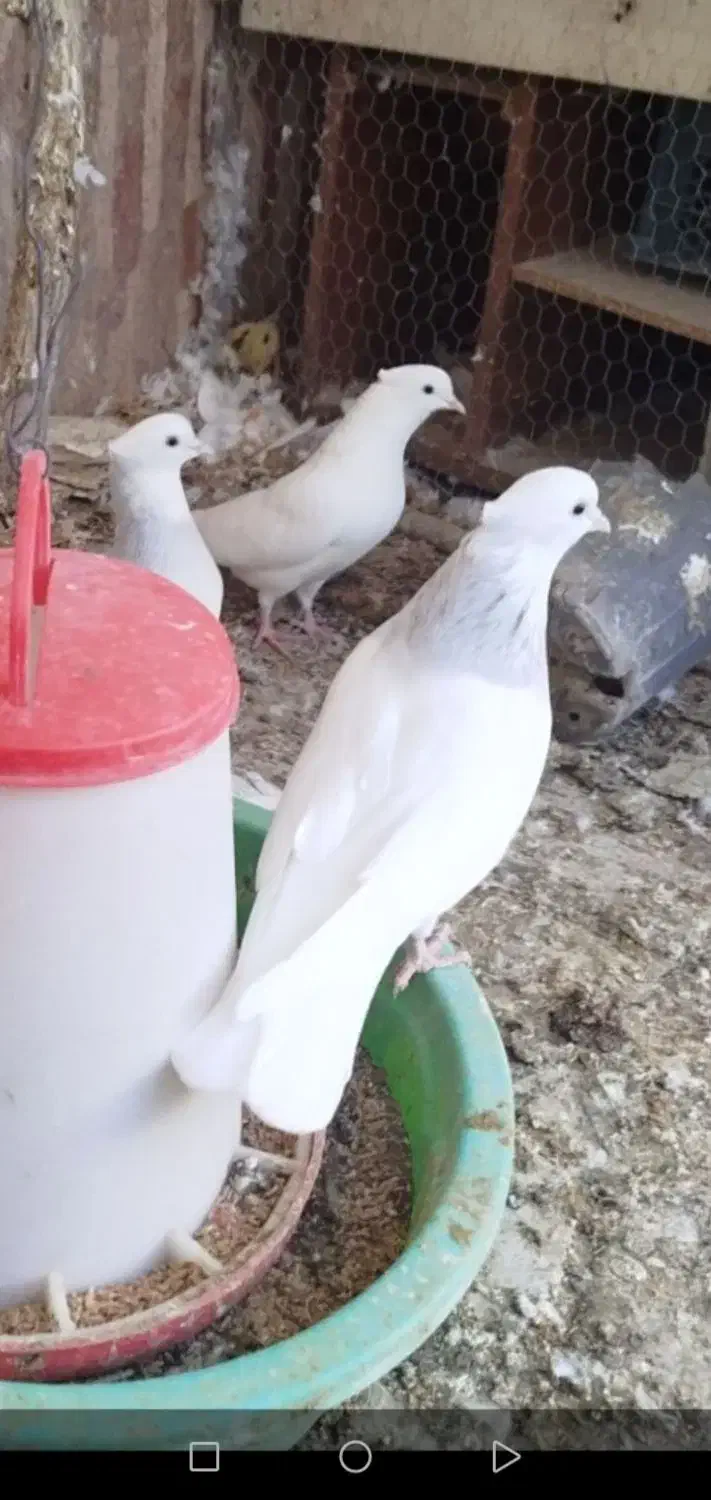 طوق آبی|پرنده|بیرجند, |دیوار