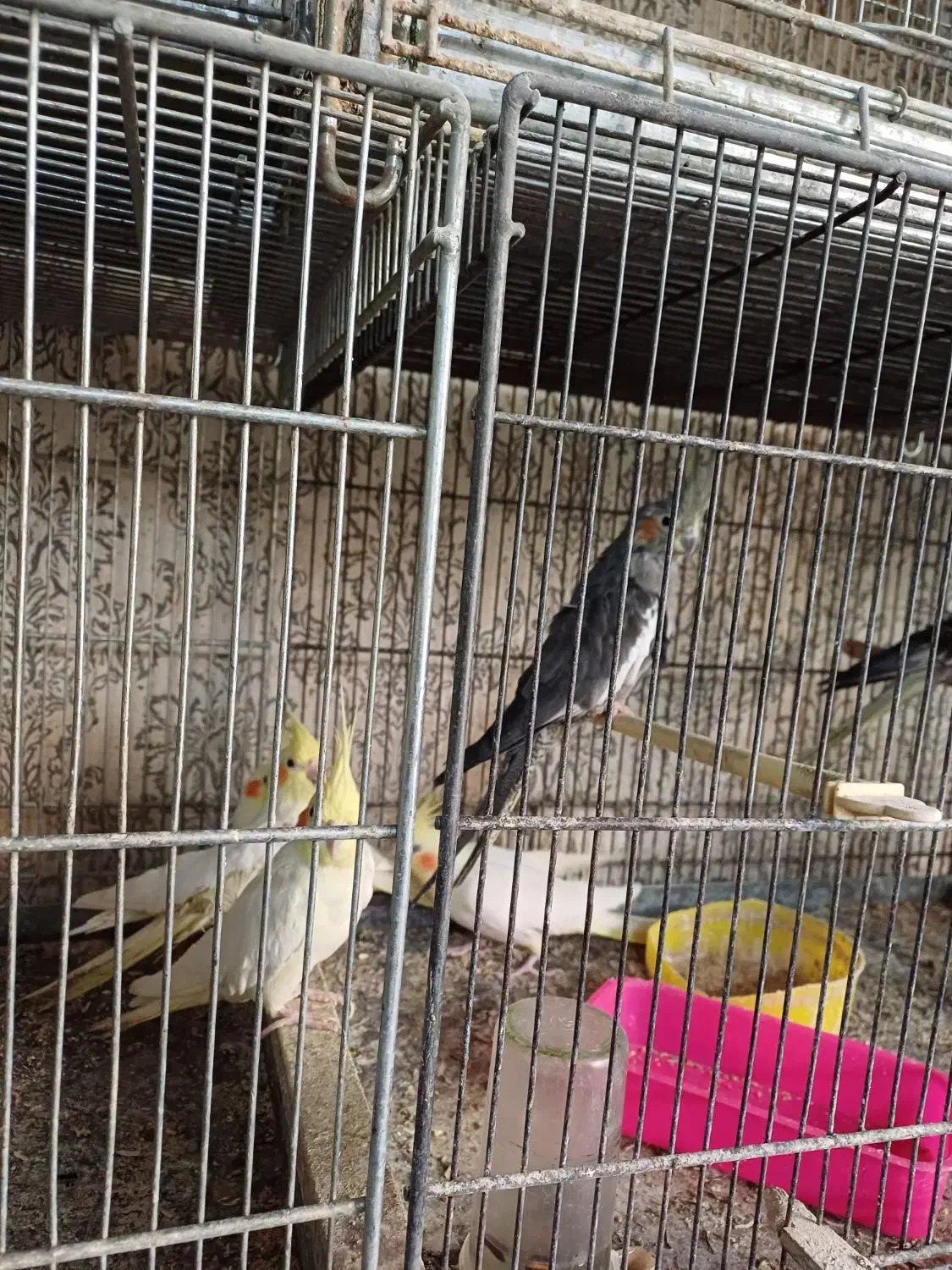 عروس هلندی|پرنده|تهران, مینای شمالی (مخبر)|دیوار