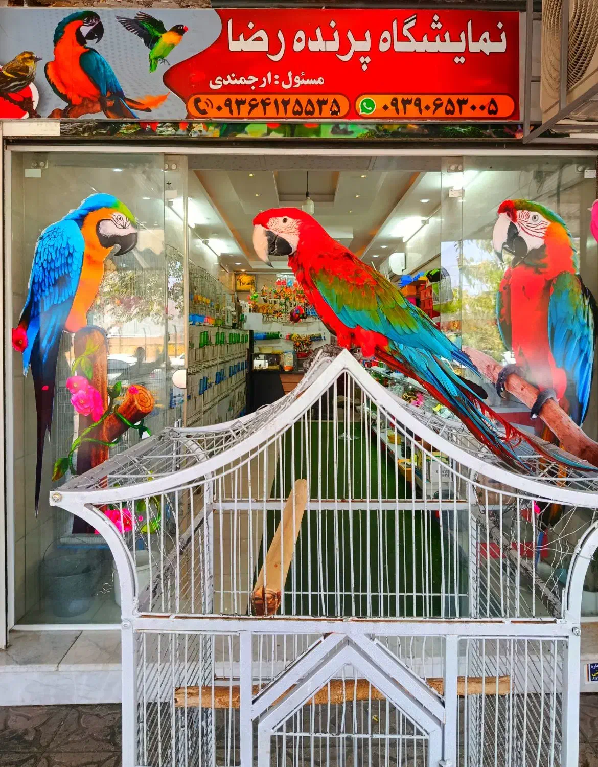 سهره قناری مست|پرنده|شیراز, فرودگاه شهید دستغیب شیراز|دیوار