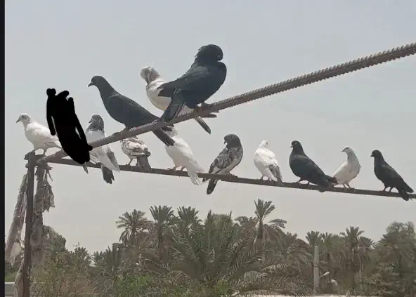 کفتر حکمی|پرنده|میناب, |دیوار