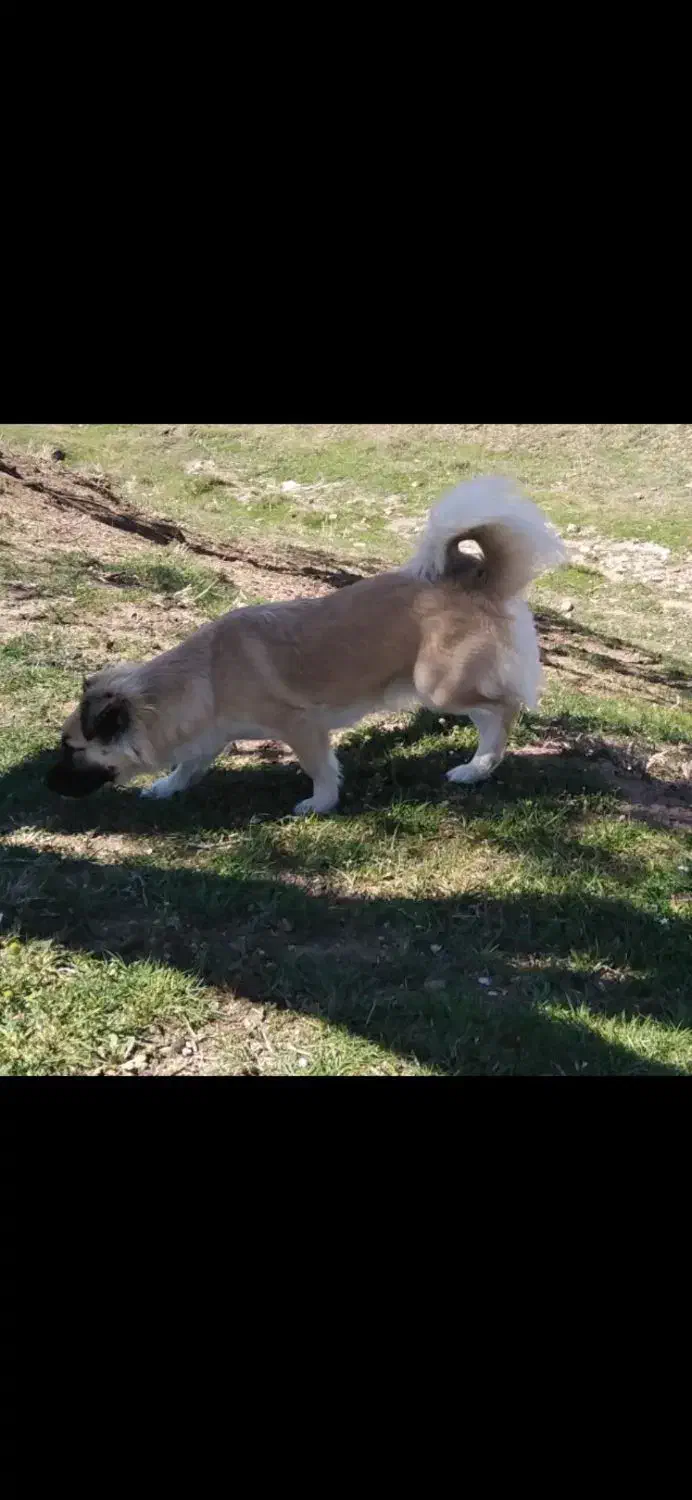 سگ‌گمشده|حیوانات|قزوین, |دیوار