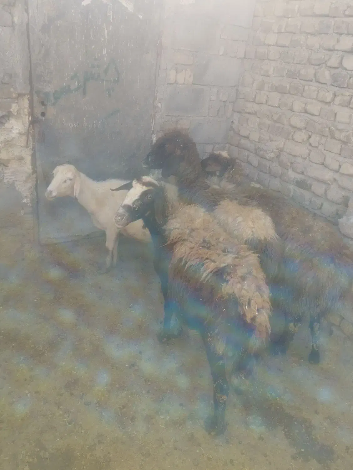 میش و بره|حیوانات مزرعه|سیلاخور, |دیوار