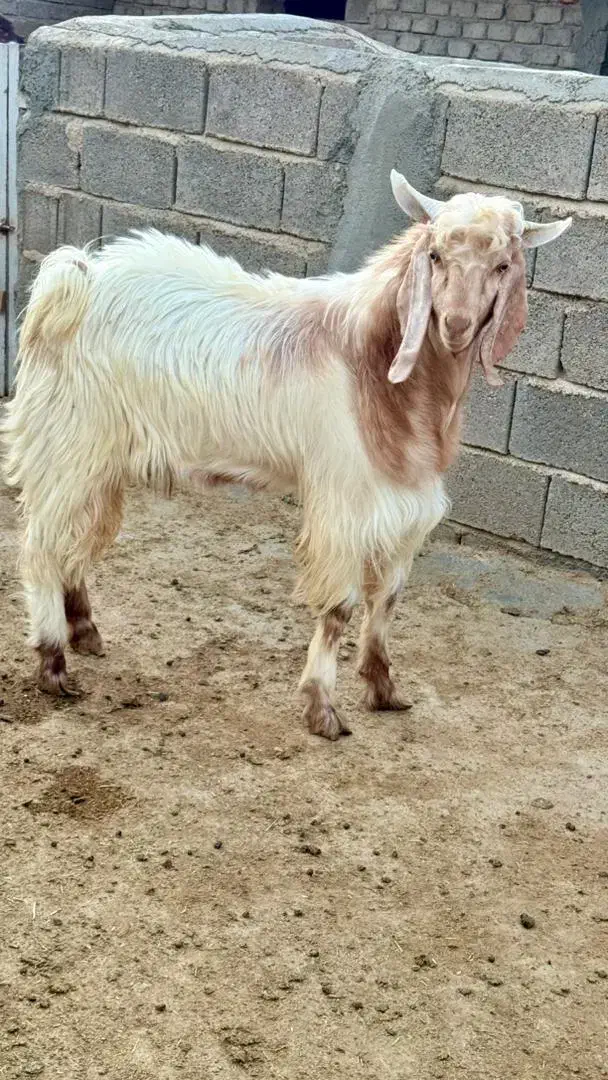 فروش ۵ عدد کهره نر و ۱۵ عدد بره نر هترو|حیوانات مزرعه|داراب, |دیوار