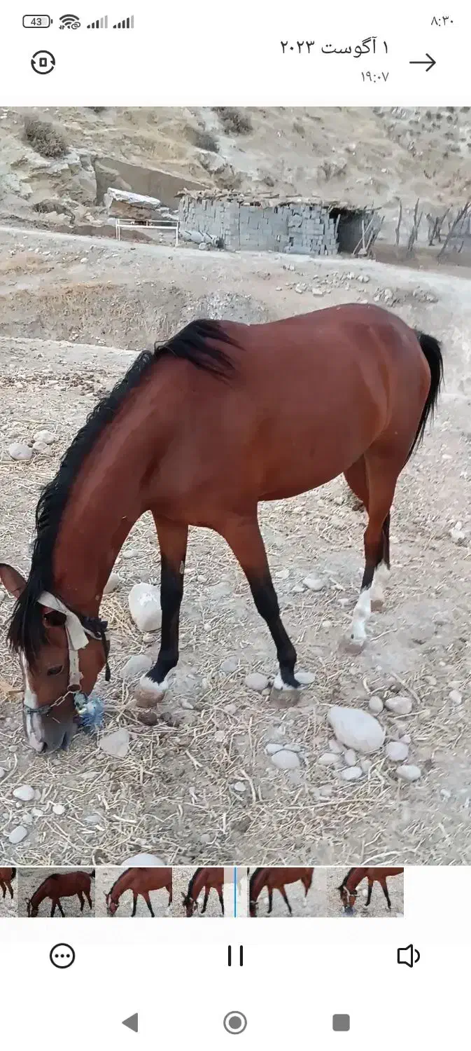 فروش مادیون درشور|اسب و تجهیزات اسب‌سواری|لنده, |دیوار