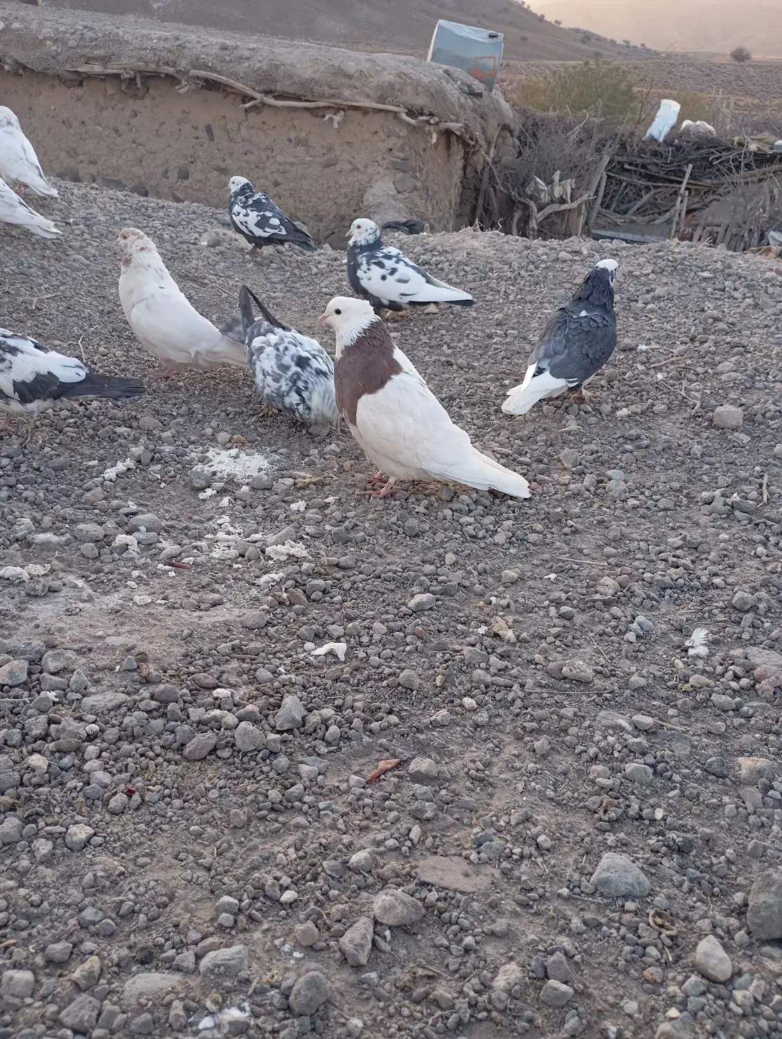 کبوتر|پرنده|بافت, |دیوار