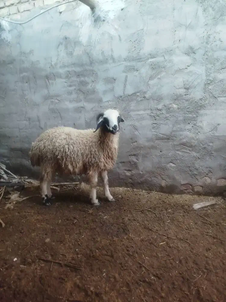 بره|حیوانات مزرعه|رفسنجان, |دیوار