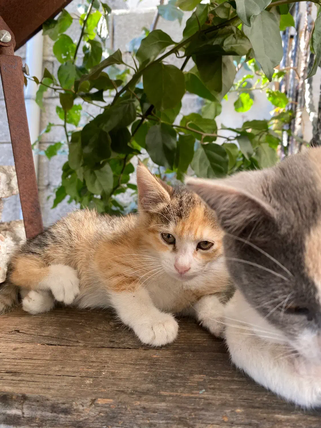 واگذاری گربه|گربه|لاهیجان, کوی خزر|دیوار