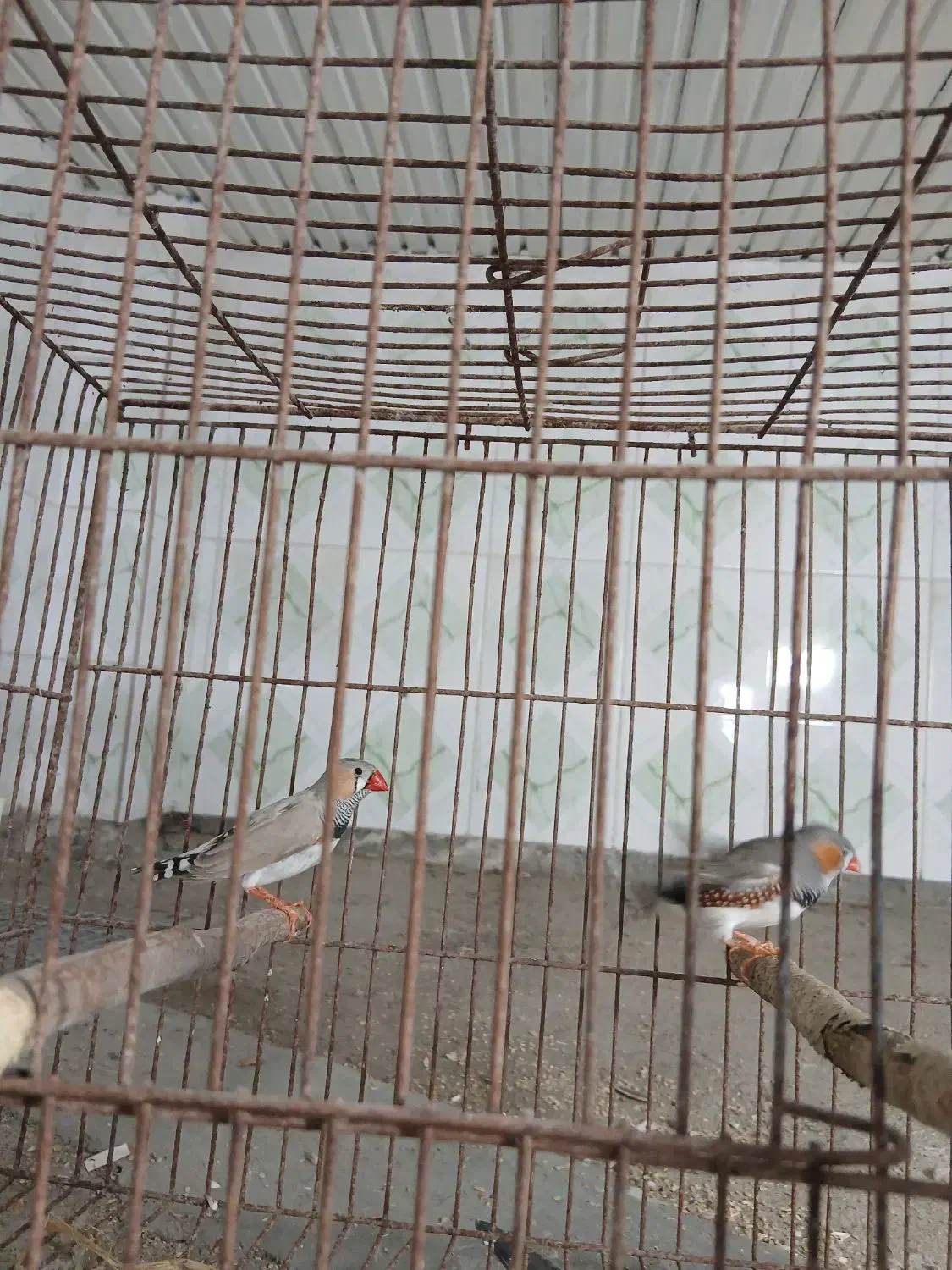 فنچ نر|پرنده|لاهیجان, کوی زمانی|دیوار