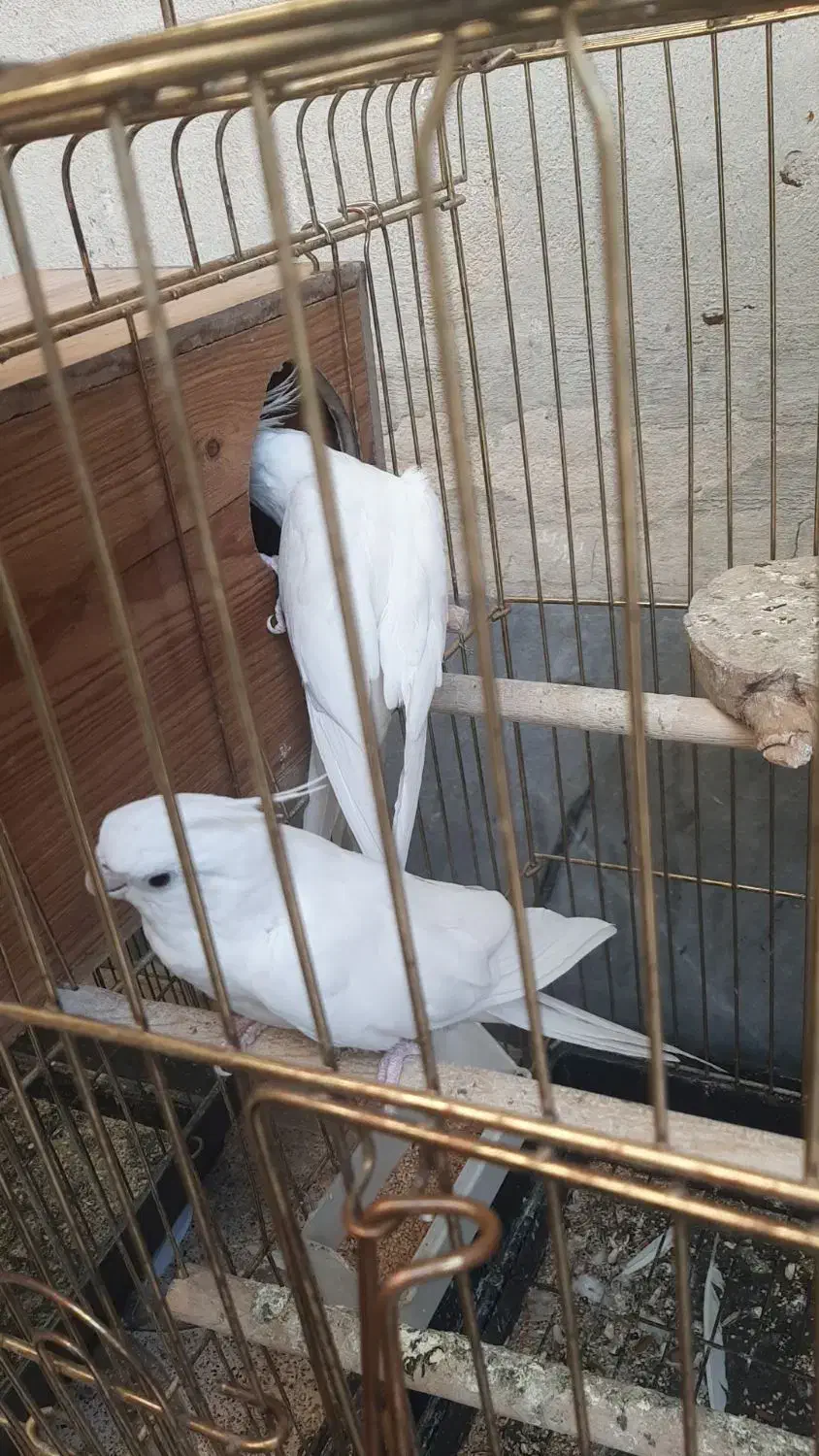 عروس هلندی آلبینو سالمو سرحال|پرنده|قرچک, فردیس|دیوار