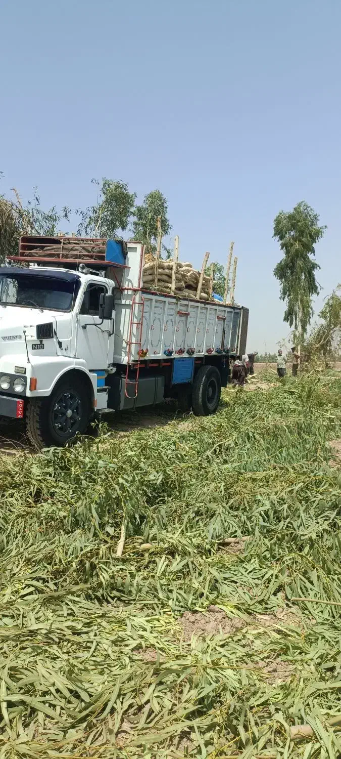 برش و خرید چوب|خدمات باغبانی و درختکاری|اندیمشک, |دیوار