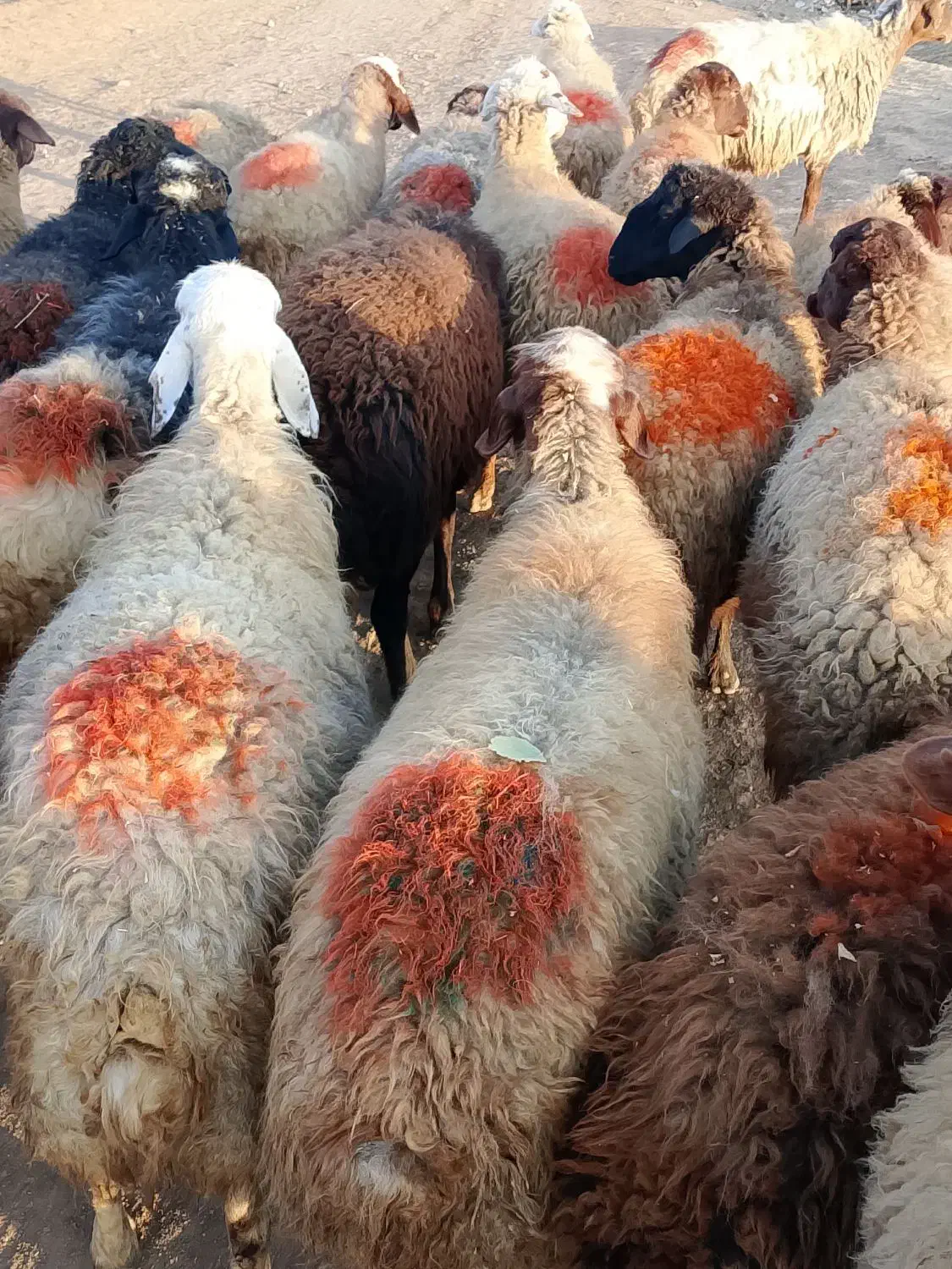 گوسفند شیشک|حیوانات مزرعه|سنندج, |دیوار