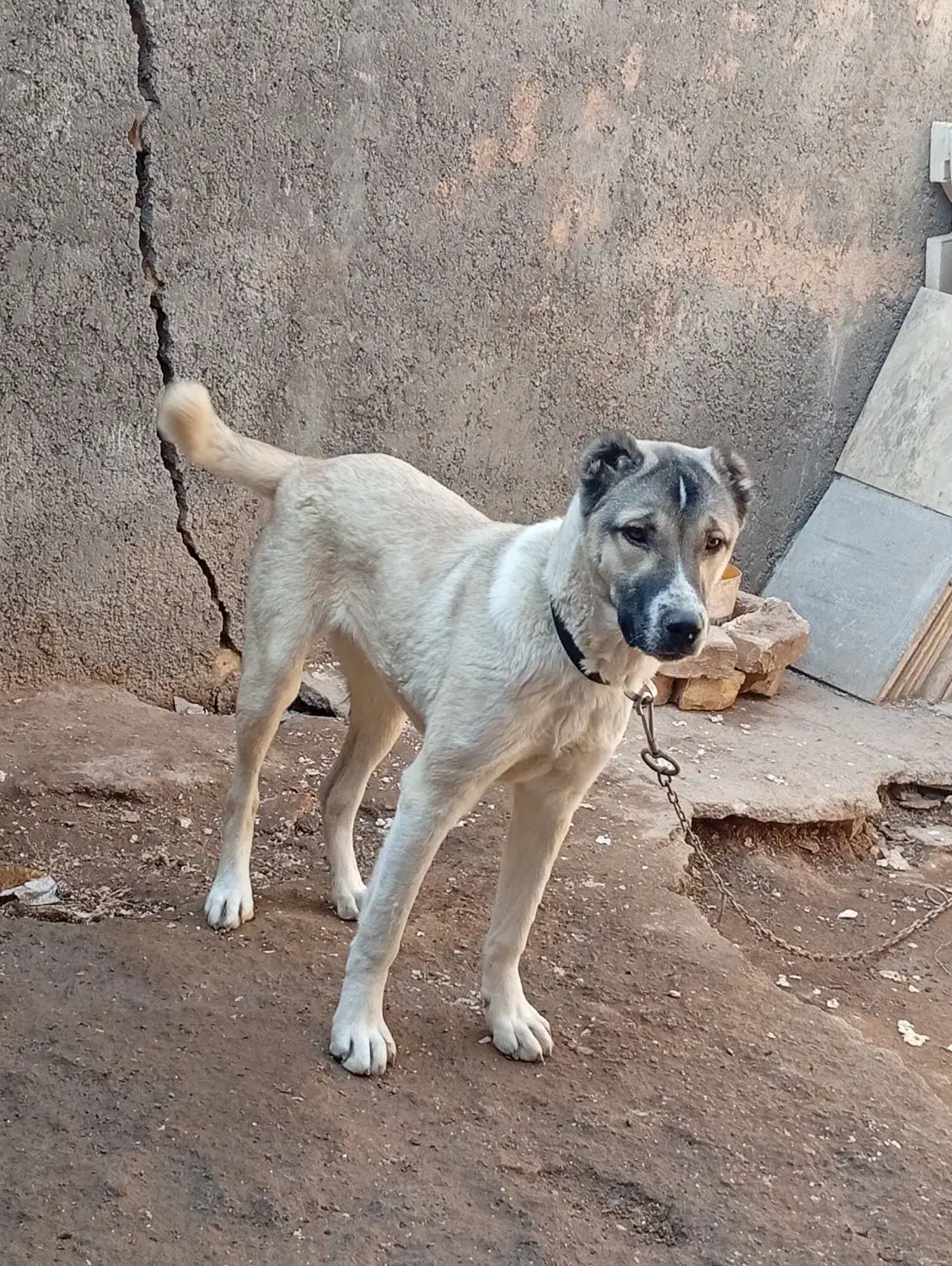 سگ ماده|سگ|بوئین زهرا, |دیوار