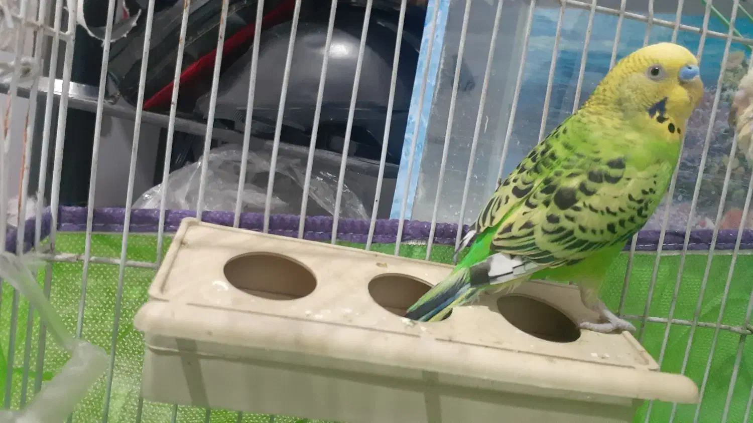 مرغ عشق|پرنده|کرمان, |دیوار