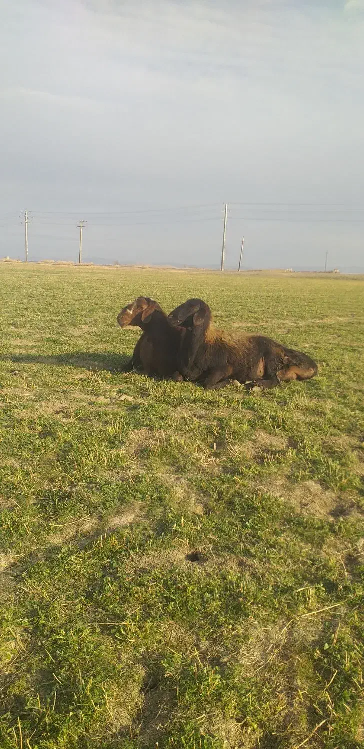 گوسفند|حیوانات مزرعه|شراء, |دیوار