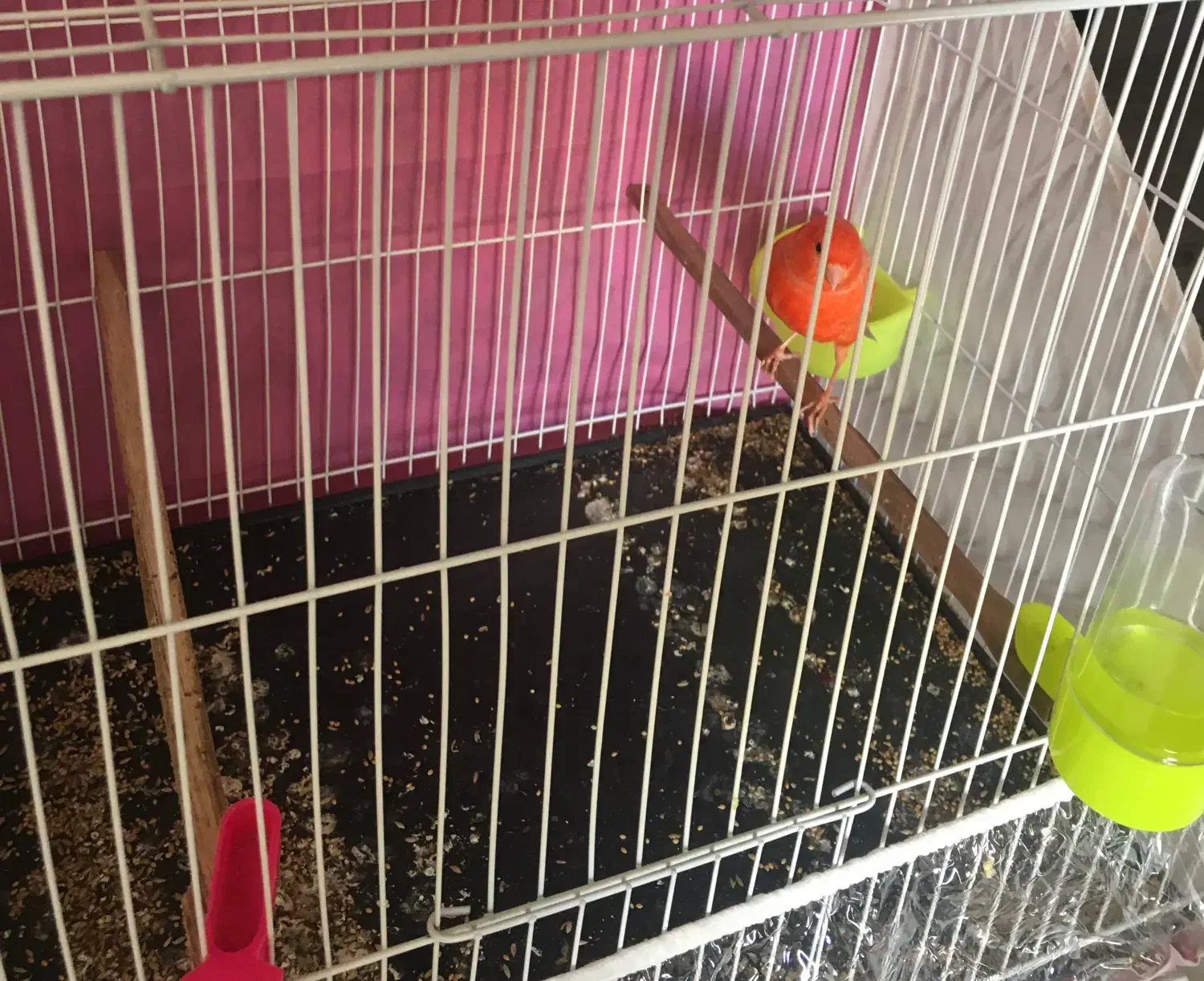 قناری|پرنده|مشهد, محمدآباد|دیوار