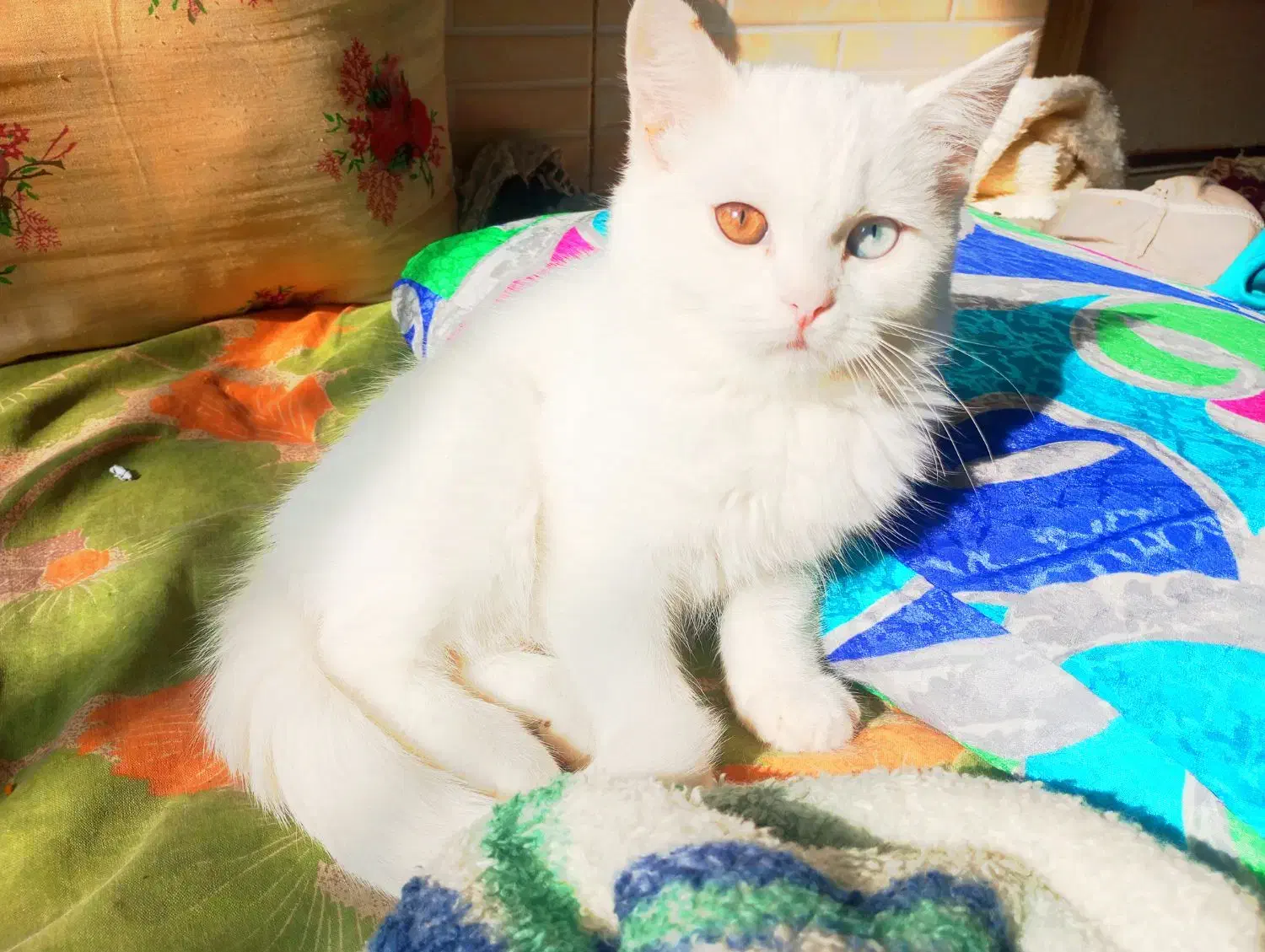 گربه لوس ماده اسکاتیش چشم دو رنگ|گربه|طرقبه, |دیوار