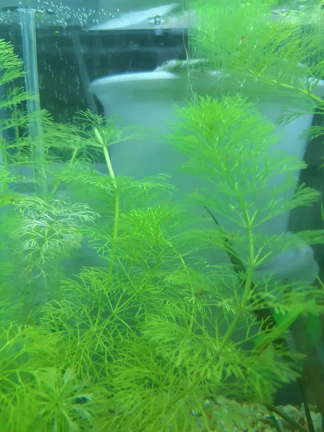 ماهی فایتر / بتا پلاکت ماده و گیاه|ماهی|بناب, |دیوار