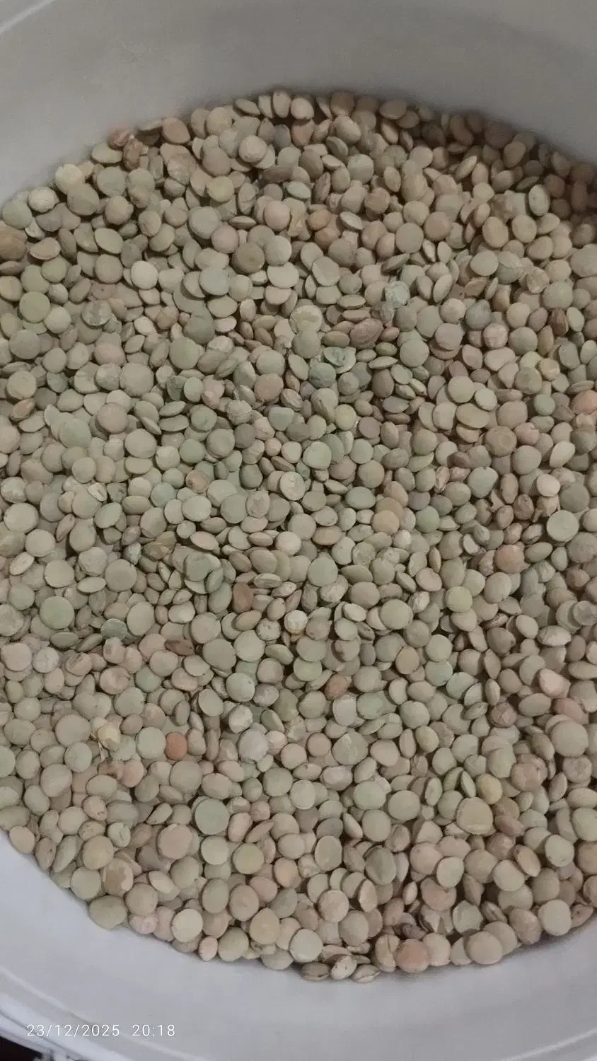 عدس|خوردنی و آشامیدنی|باغ حلی, |دیوار