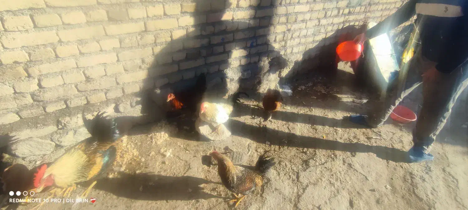 تعدادی. مرغ و خروس محلی   درجه یک|حیوانات مزرعه|چالدران, |دیوار