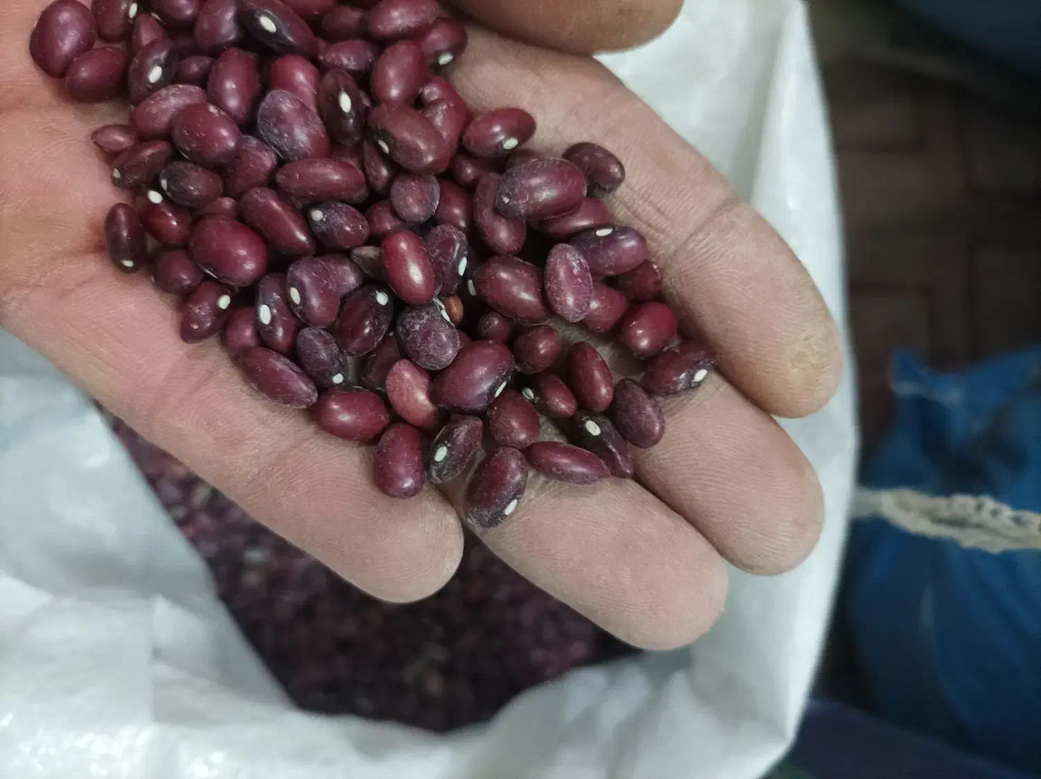 لوبیا قرمز|خوردنی و آشامیدنی|پاسارگاد, |دیوار