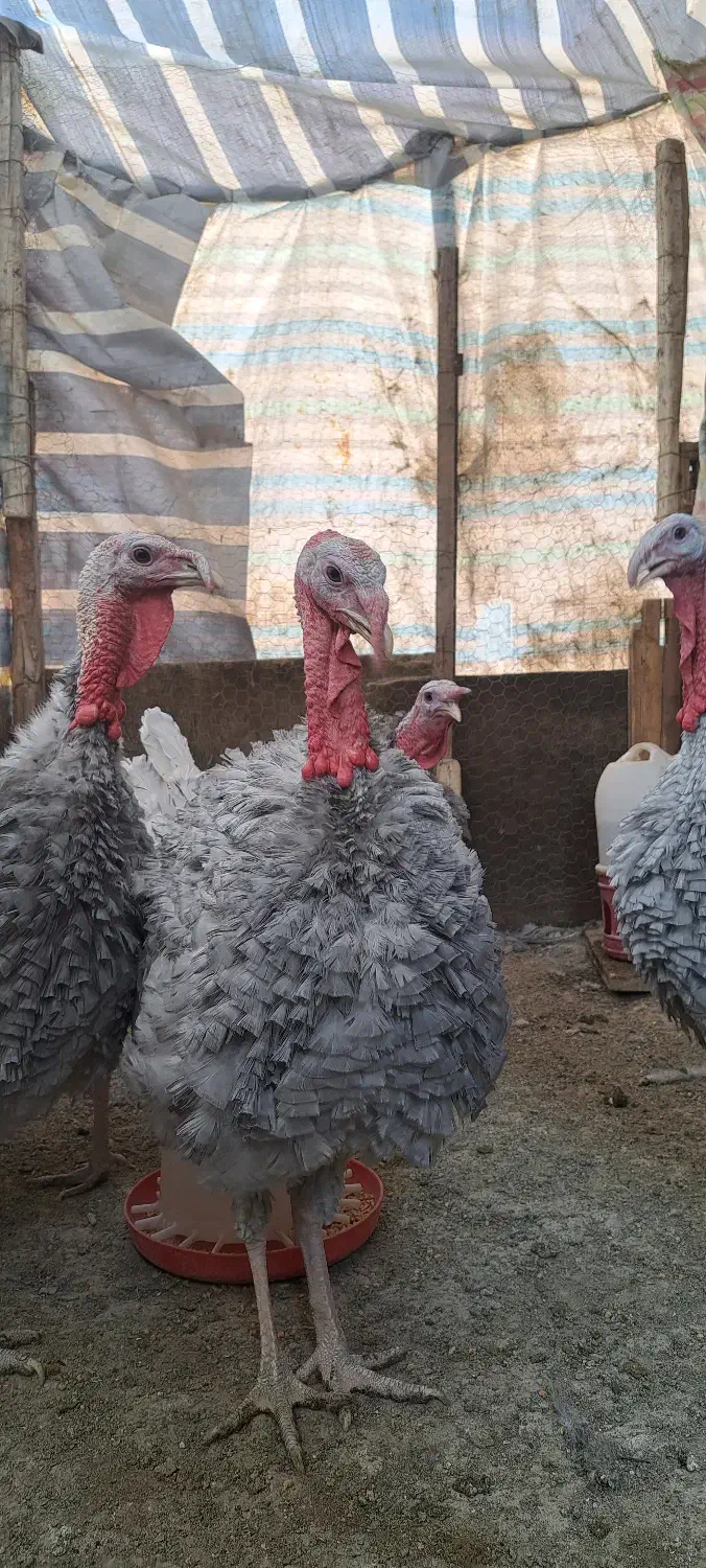 5 عدد بوقلمون اسلیت|پرنده|بانه, |دیوار