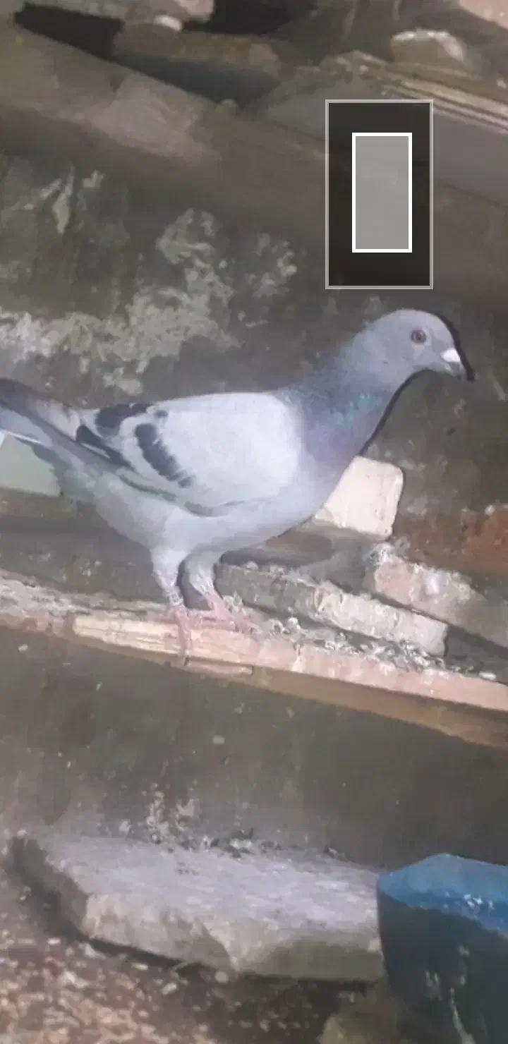 این کبوتر ۱۰ روز کسی خواست|پرنده|کارون, |دیوار